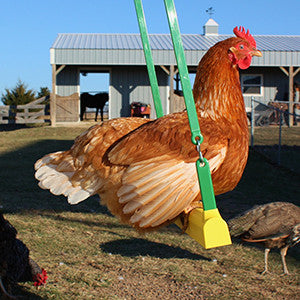 Introducing the Chicken Swing...