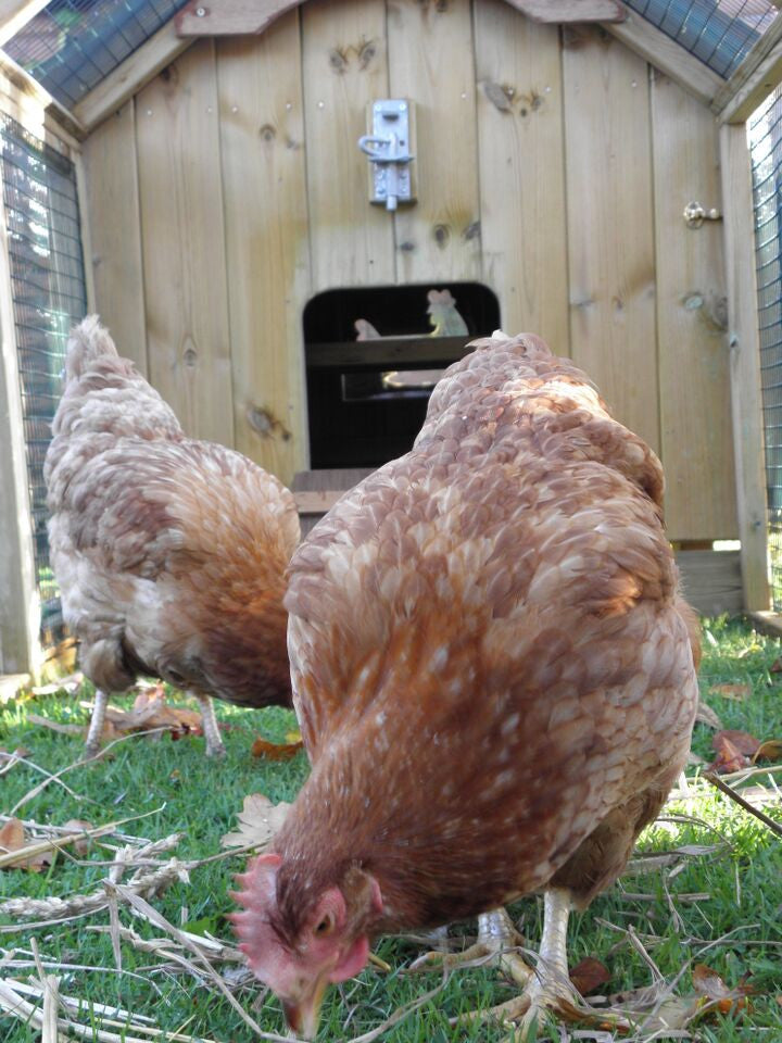 Peckingham palace residents enjoying their new home