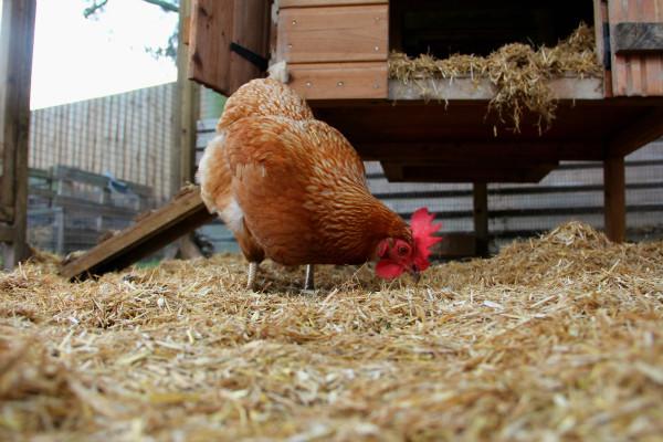 Chicken enjoying Dengie Fresh Bed for Chickens