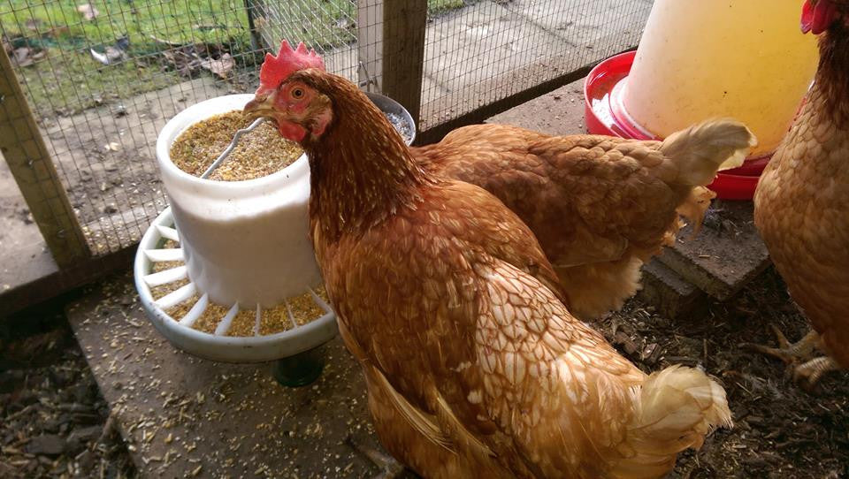 Chicken Feeders | British Hen Welfare Trust – BHWT