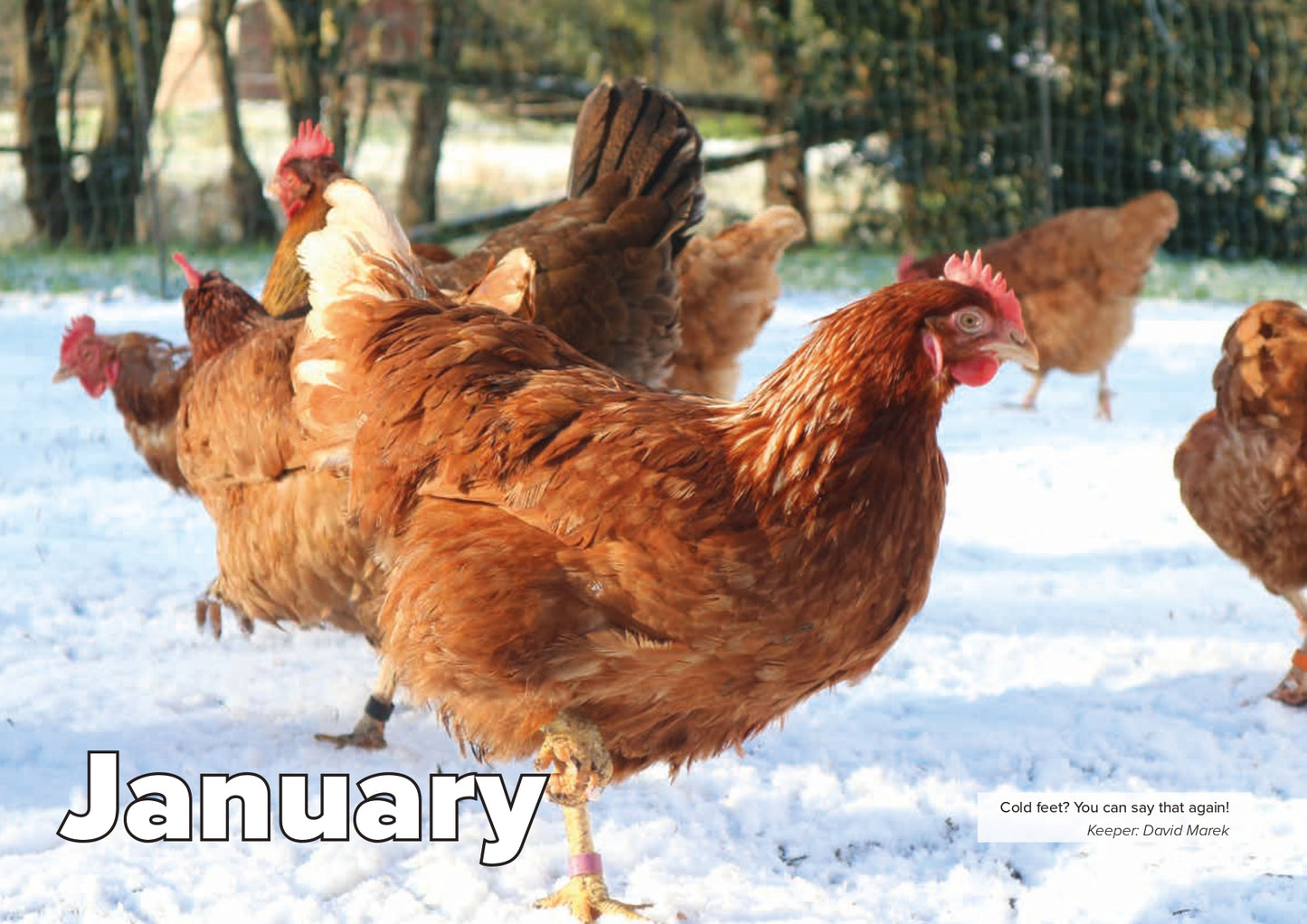 BHWT 2026 A4 Calendar - Limited Edition