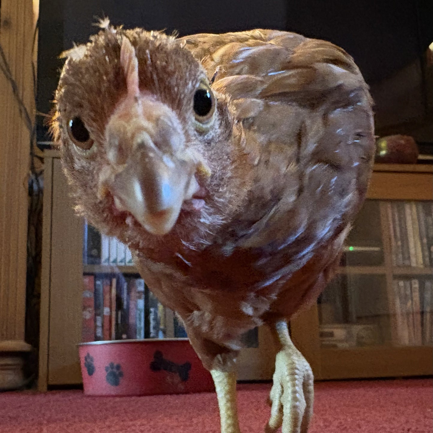 Sponsor a Hen