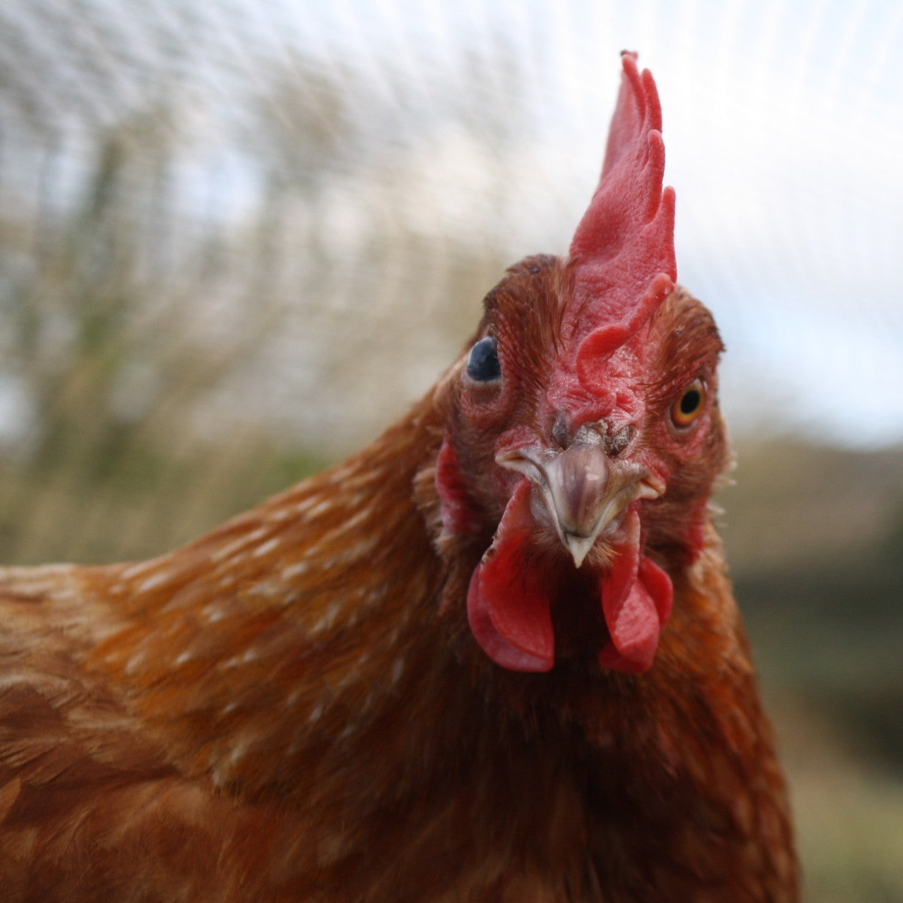 Sponsor a Hen