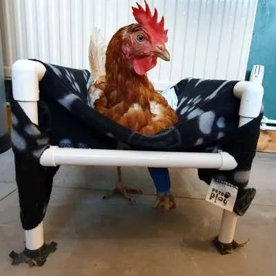 Sponsor a Hen