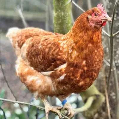 Sponsor a Hen