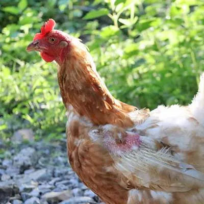 Sponsor a Hen