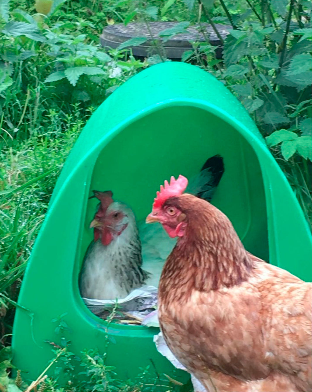 Chicken Coops British Hen Welfare Trust BHWT